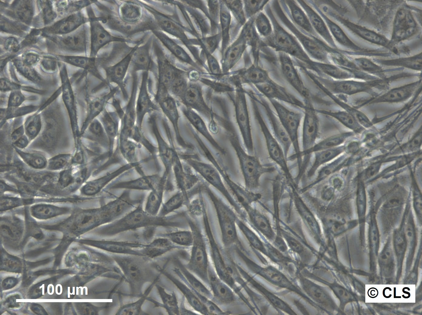 MEL-CLS-2 Cells