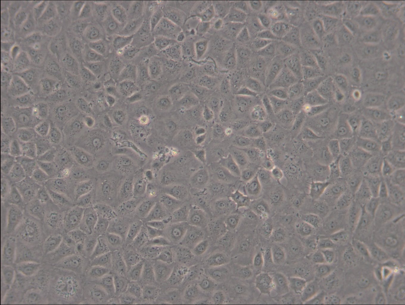 WB-F344 Cells