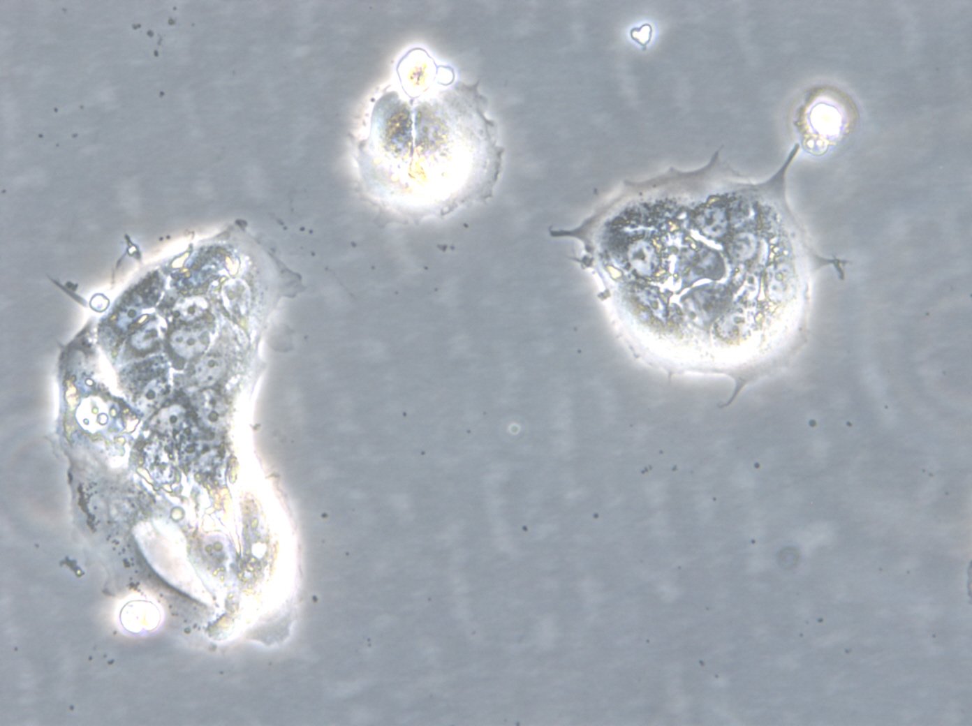 HROC103 T0 M1 Cells
