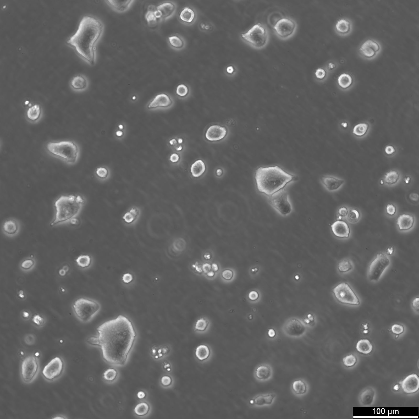 LS174T Cells LS174T Cells