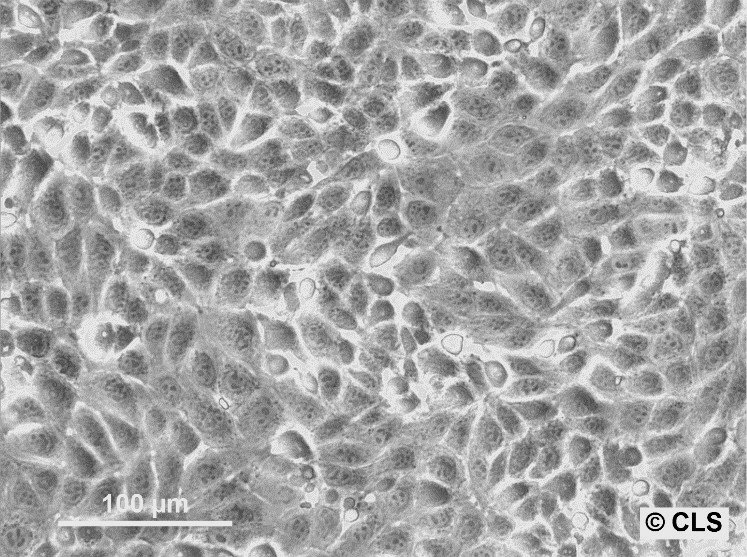 MDBK (NBL-1) Cells