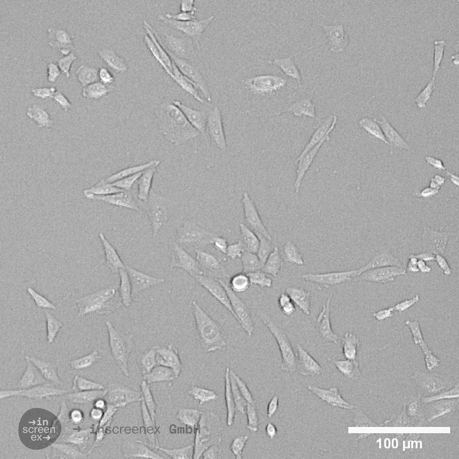 CHO-CTLA4
