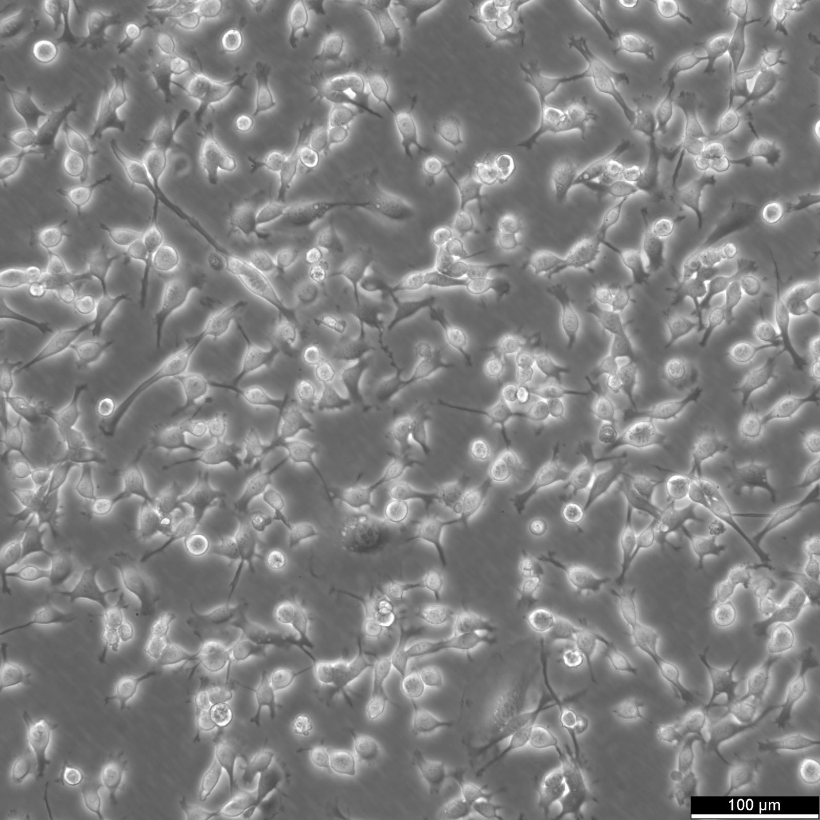 Cellules CT26 Cellules CT26