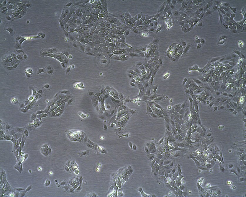 MSC-P5 Cells