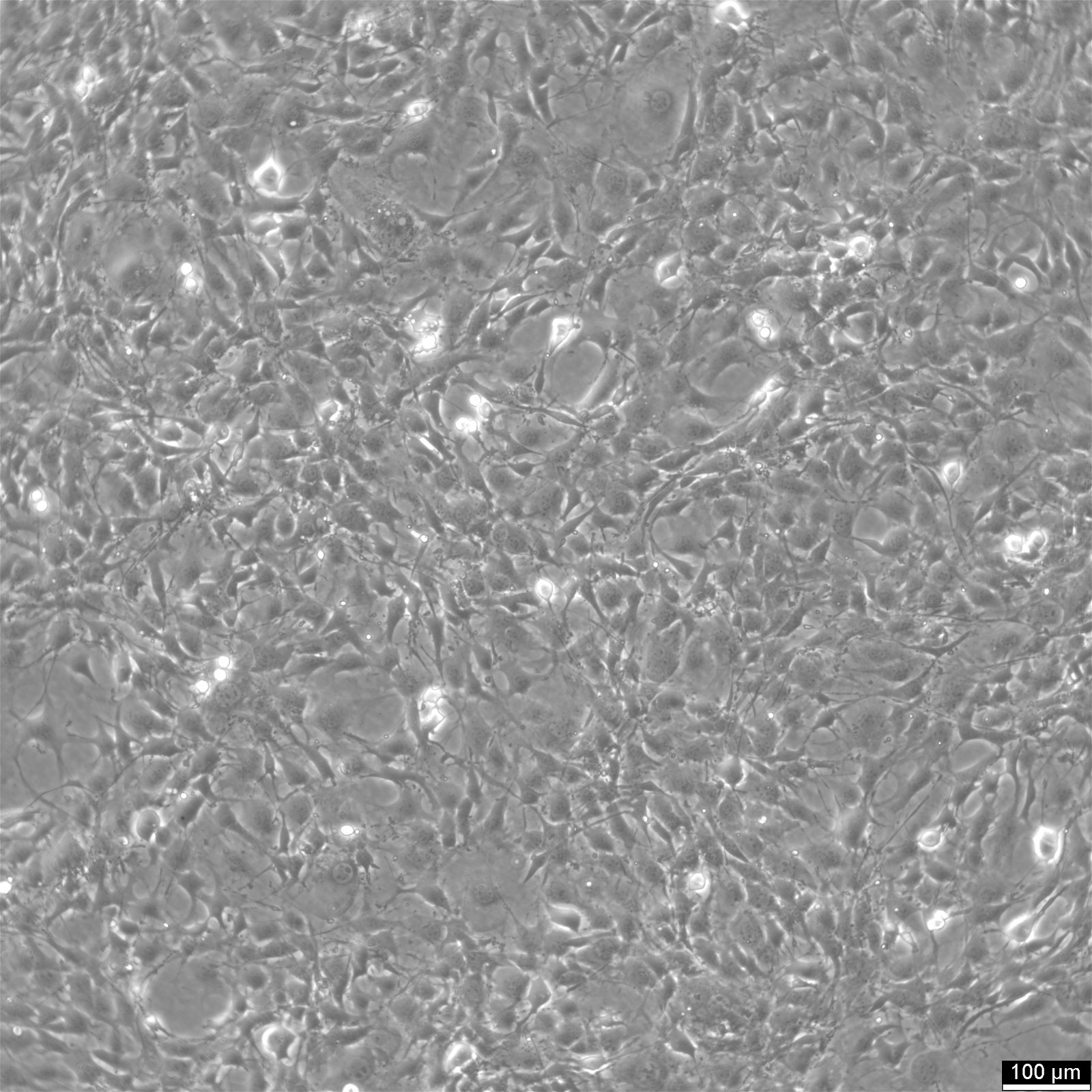 C3H/10T1/2-Zellen