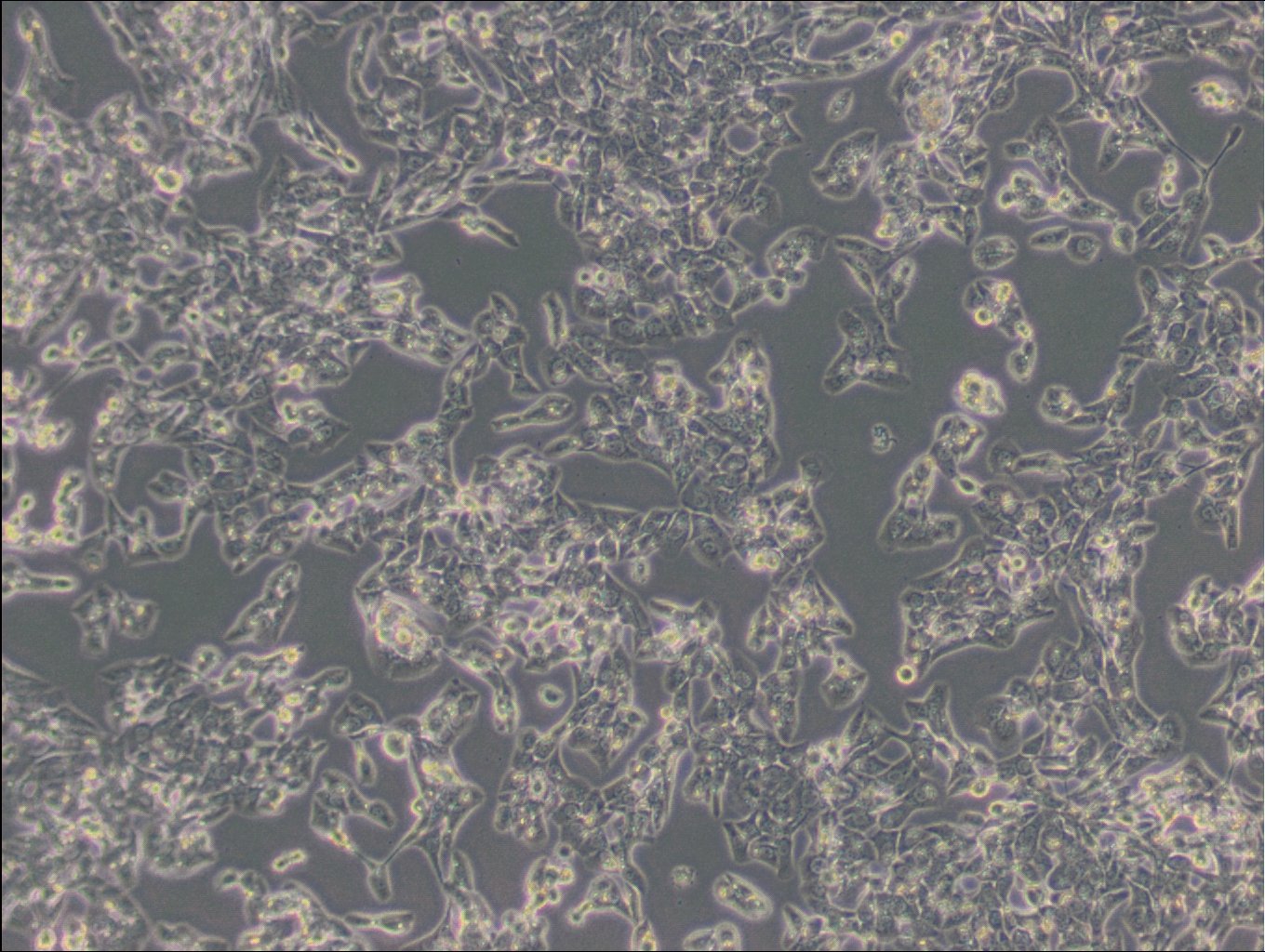 MLTC-1 Cells