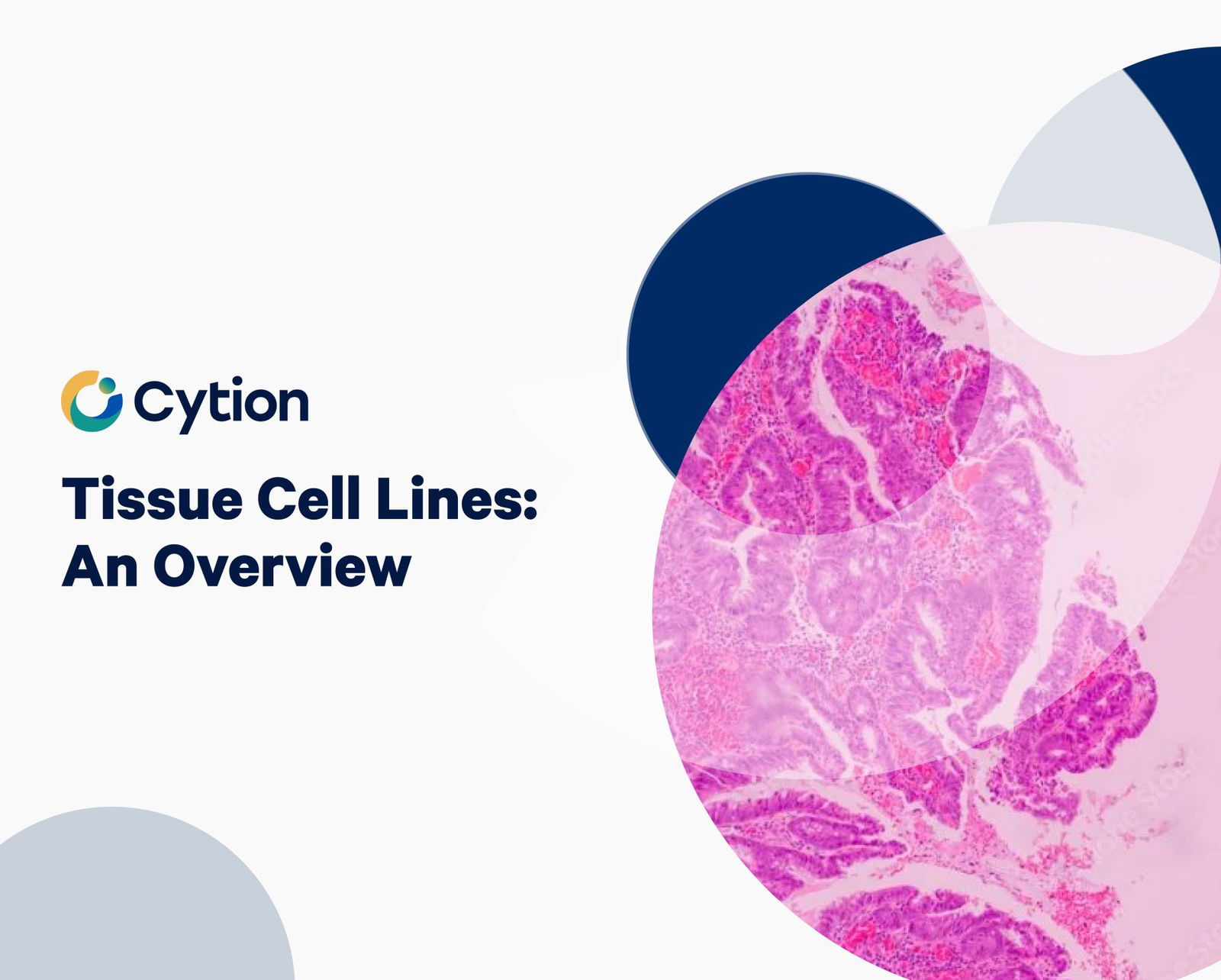 Tissue Cell Lines: An Overview