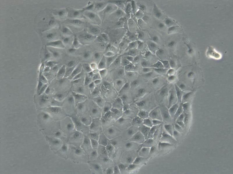 Mcf 7 Cells 2626